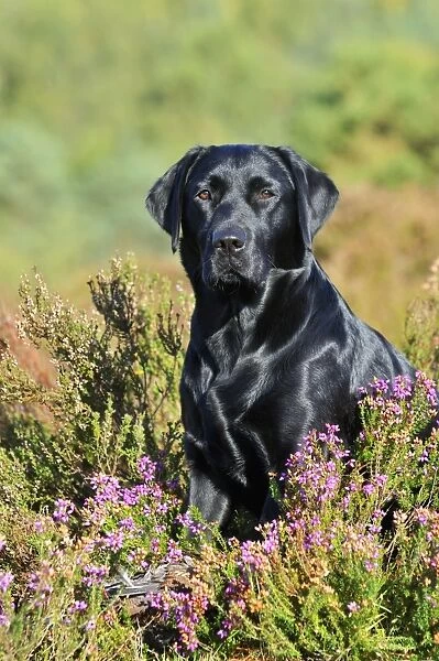 DOG. Labrador sitting in heather