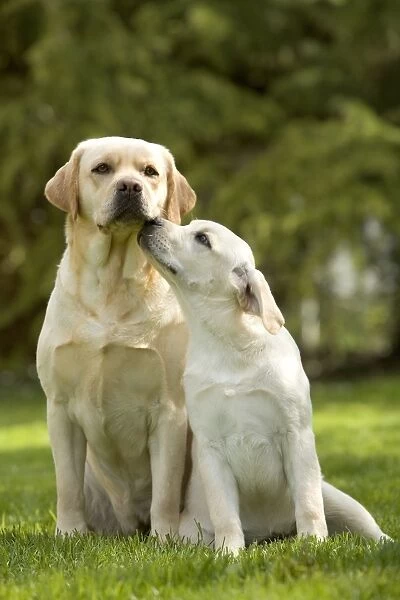 Dog - two labradors, adult and young