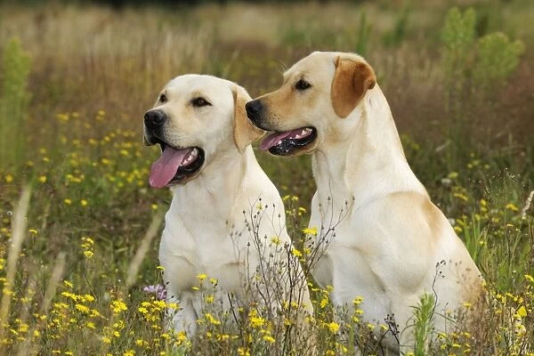 Dog. Labradors in field