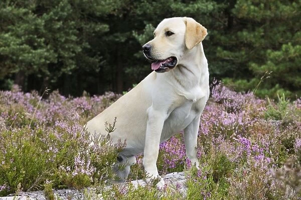 Dog. Labradors in field of heather