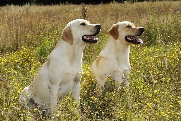 Dog. Labradors sitting in field