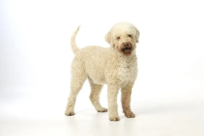 Framed Print : DOG. Lagotto romagnolo Framed Print : DOG. Lagotto romagnolo