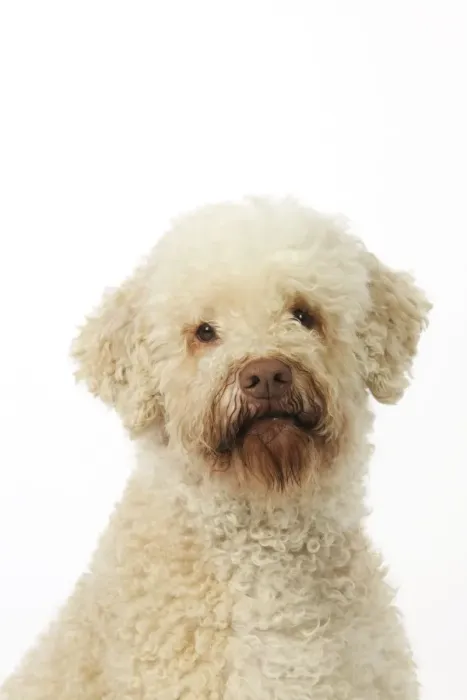 Framed Print : DOG. Lagotto romagnolo