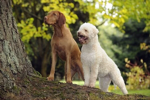 DOG. Lagotto Romagnolo and Hungarian Wire-haired Vizsla standing on tree root