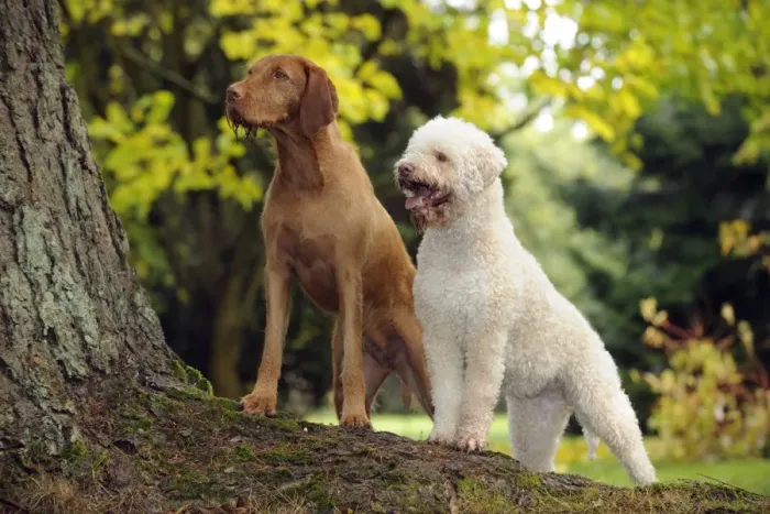 Framed Print : DOG. Lagotto Romagnolo and Hungarian Wire-haired Vizsla standing on tree root Framed Print : DOG. Lagotto Romagnolo and Hungarian Wire-haired Vizsla standing on tree root