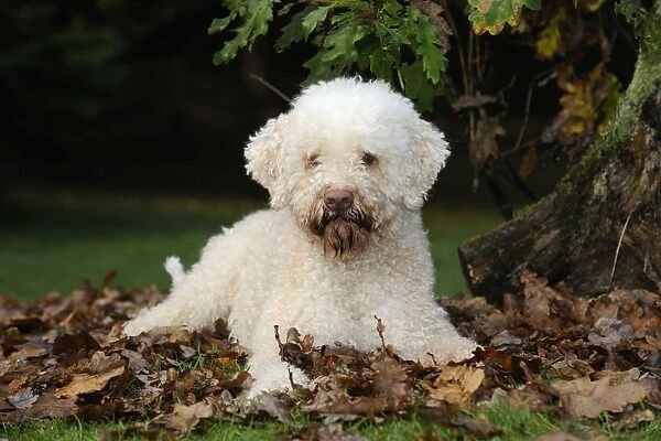 DOG. Lagotto romagnolo in leaves