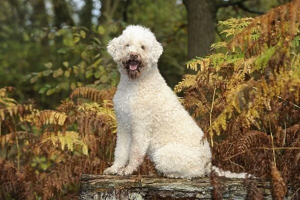 DOG. Lagotto romagnolo sitting on bench in ferns