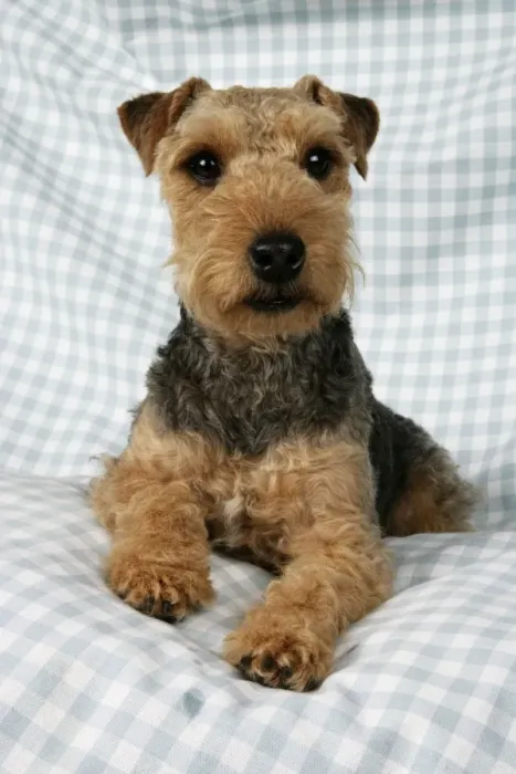 Framed Print : Dog - Lakeland Terrier on blue and white checked material