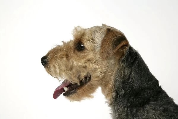 Dog - Lakeland Terrier with mouth open
