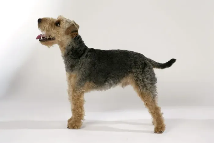 Framed Print : Dog - Lakeland Terrier standing up panting Framed Print : Dog - Lakeland Terrier standing up panting