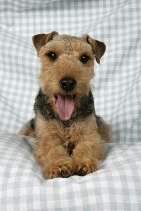 Framed Print : Dog - Lakeland Terrier with tongue sticking out panting, on blue and white checked material Framed Print : Dog - Lakeland Terrier with tongue sticking out panting, on blue and white checked material