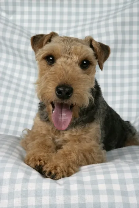 Framed Print : Dog - Lakeland Terrier with tongue sticking out panting on blue and white checked material Framed Print : Dog - Lakeland Terrier with tongue sticking out panting on blue and white checked material