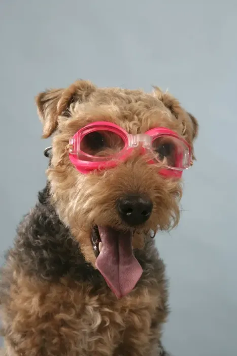 Framed Print : Dog - Lakeland Terrier wearing goggles Framed Print : Dog - Lakeland Terrier wearing goggles