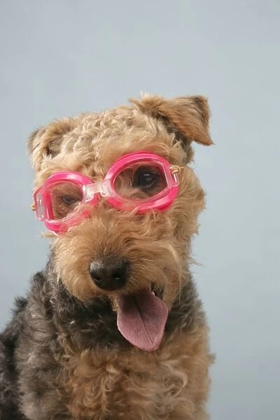 Dog - Lakeland Terrier wearing goggles