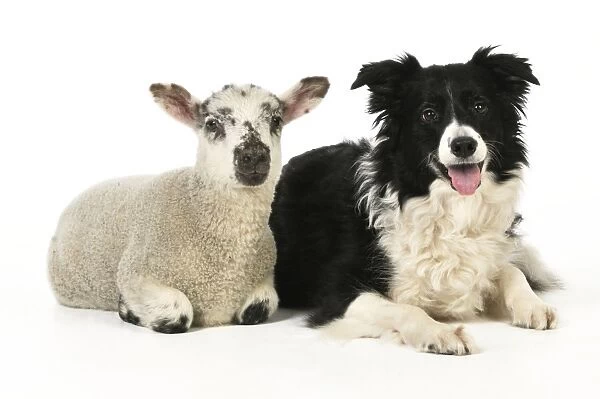 DOG & LAMB. Border collie sitting next to cross breed lamb