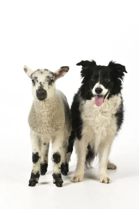 Framed Print : DOG & LAMB. Border collie standing next to cross breed lamb Framed Print : DOG & LAMB. Border collie standing next to cross breed lamb