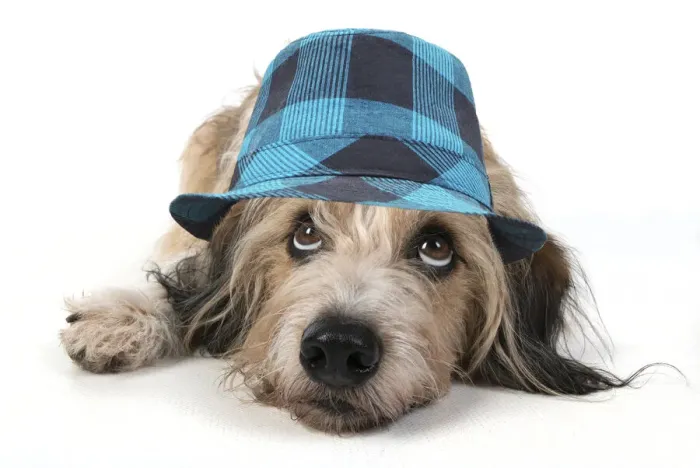 Framed Print : DOG. laying, with eyes looking up wearing blue checked hat Framed Print : DOG. laying, with eyes looking up wearing blue checked hat