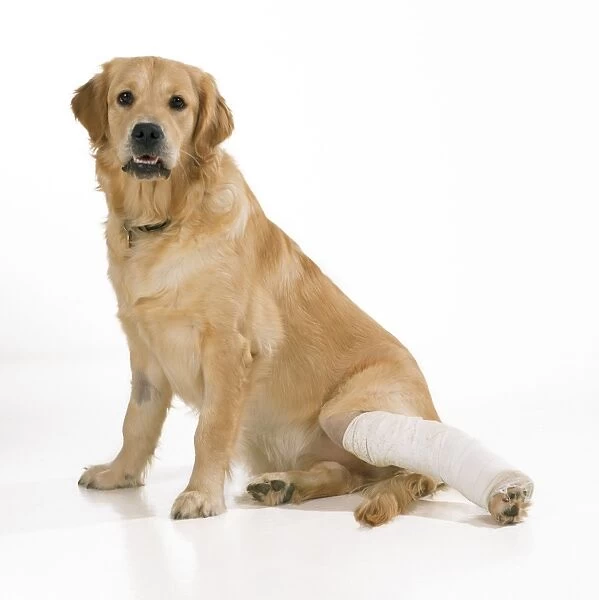 Dog - with leg in plaster cast