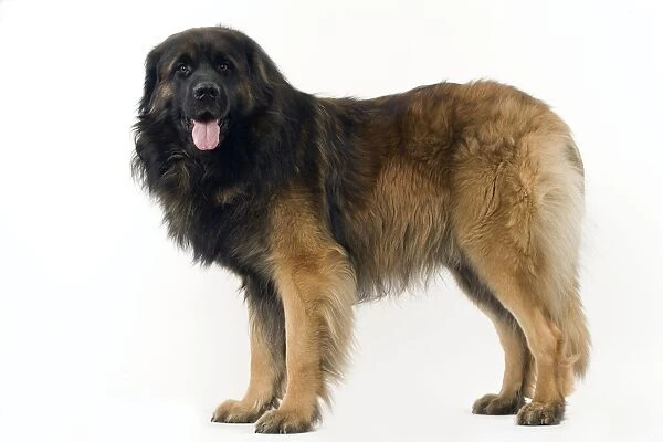 Dog - Leonberger