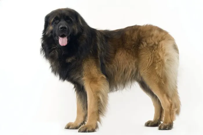 Framed Print : Dog - Leonberger