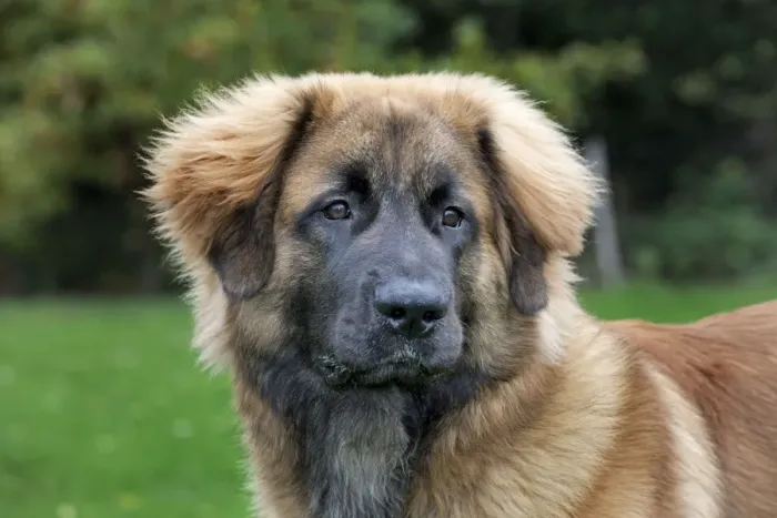 Framed Print : Dog - Leonberger Framed Print : Dog - Leonberger