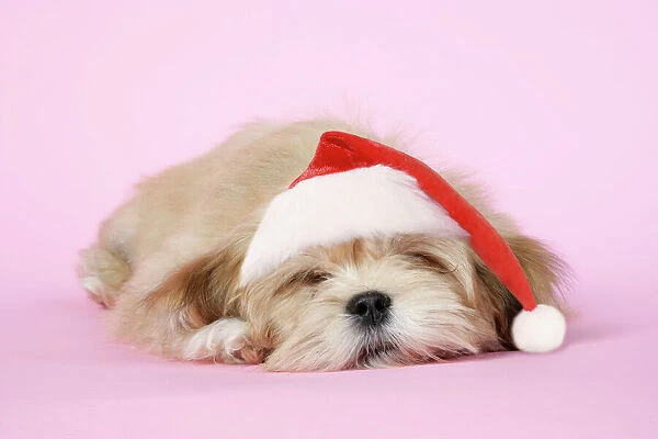 DOG - Lhasa Apso - 12 week old puppy asleep, wearing Christmas hat
