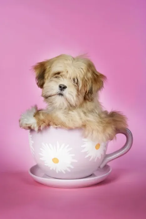 Framed Print : DOG - Lhasa Apso - 12 week old puppy in a big teacup Framed Print : DOG - Lhasa Apso - 12 week old puppy in a big teacup