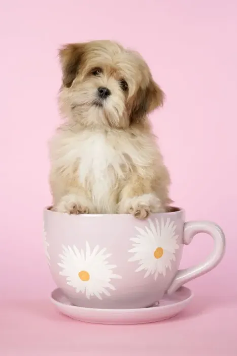 Framed Print : DOG - Lhasa Apso - 12 week old puppy in a big teacup Framed Print : DOG - Lhasa Apso - 12 week old puppy in a big teacup