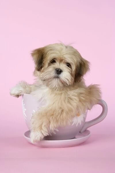 DOG - Lhasa Apso - 12 week old puppy in a big teacup