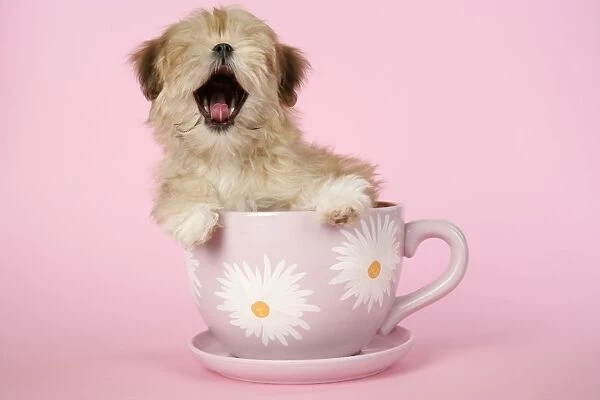 DOG - Lhasa Apso - 12 week old puppy in big teacup yawning