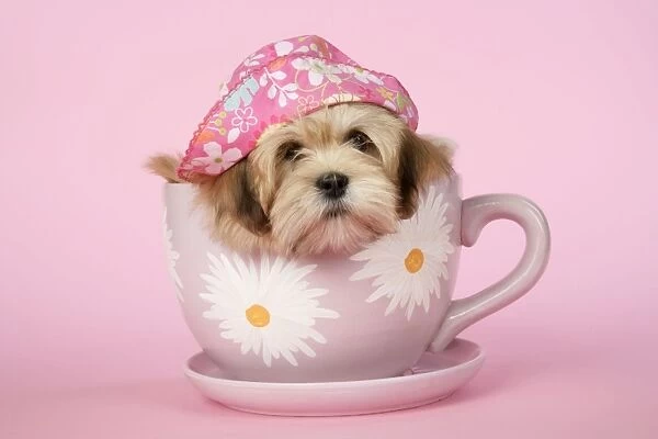DOG - Lhasa Apso - 12 week old puppy in big teacup with pink hat