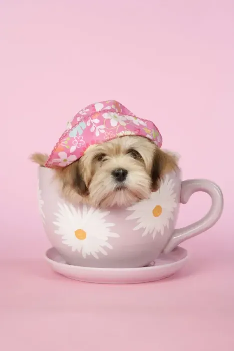 Framed Print : DOG - Lhasa Apso - 12 week old puppy in a big teacup wearing a pink hat Framed Print : DOG - Lhasa Apso - 12 week old puppy in a big teacup wearing a pink hat