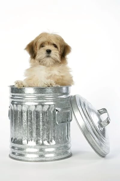 DOG - Lhasa Apso - 12 week old puppy in dustbin