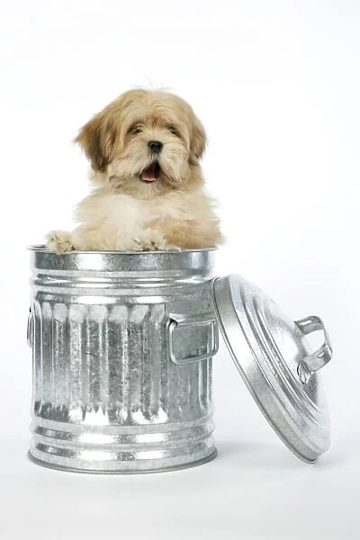 DOG - Lhasa Apso - 12 week old puppy in dustbin