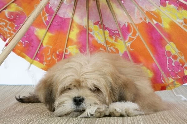 DOG - Lhasa Apso - 12 week old puppy lying under parasol