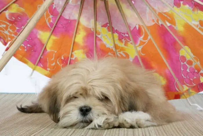 Framed Print : DOG - Lhasa Apso - 12 week old puppy lying under parasol Framed Print : DOG - Lhasa Apso - 12 week old puppy lying under parasol