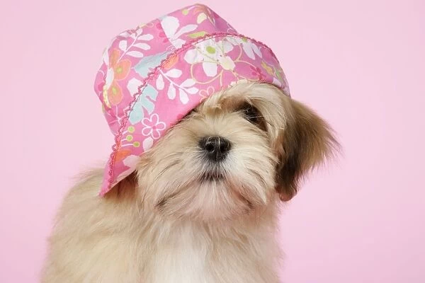 DOG - Lhasa Apso - 12 week old puppy with a pink hat