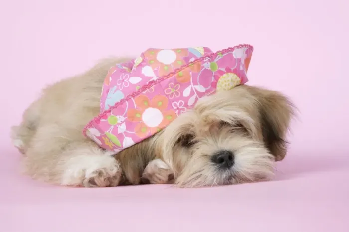 Framed Print : DOG - Lhasa Apso - 12 week old puppy with a pink hat Framed Print : DOG - Lhasa Apso - 12 week old puppy with a pink hat