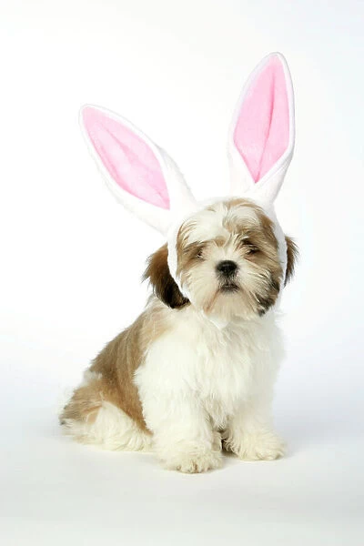 DOG - Lhasa Apso - 12 week old puppy wearing rabbit ears