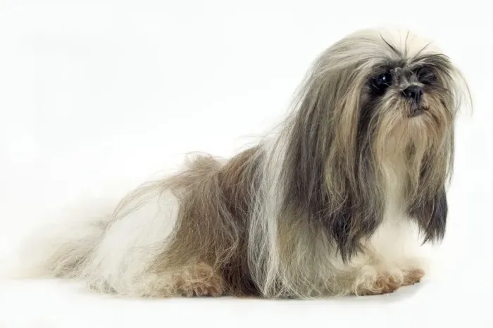 Framed Print : Dog - Lhasa Apso Framed Print : Dog - Lhasa Apso