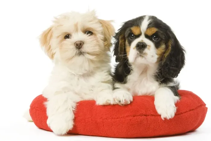 Framed Print : Dog - Lhasa Apso & Cavalier King Charles Spaniel - on heart cushion in studio Framed Print : Dog - Lhasa Apso & Cavalier King Charles Spaniel - on heart cushion in studio