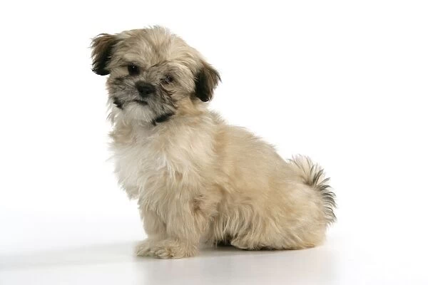 DOG. Lhasa Apso, cross breed puppy