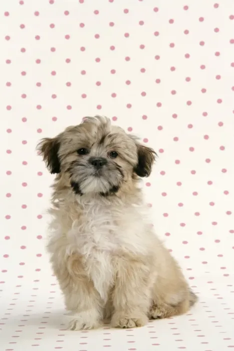 Framed Print : DOG. Lhasa Apso, cross breed puppy Framed Print : DOG. Lhasa Apso, cross breed puppy