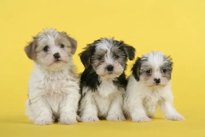 Framed Print : Dog. Lhasa Apso cross puppies (7 weeks old) Framed Print : Dog. Lhasa Apso cross puppies (7 weeks old)