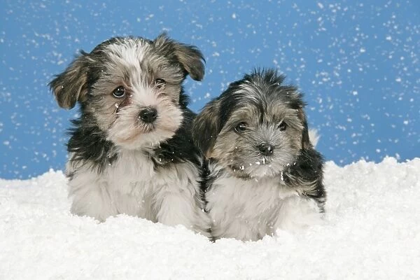 Dog. Lhasa Apso cross puppies (7 weeks old) in snow