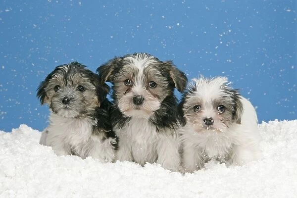 Dog. Lhasa Apso cross puppies (7 weeks old) in snow