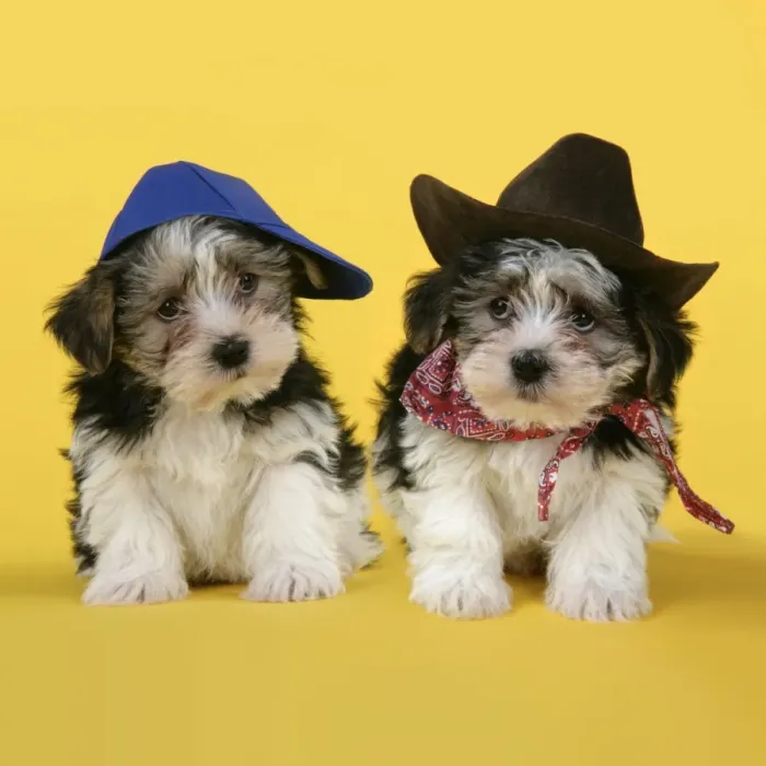 Framed Print : Dog. Lhasa Apso cross puppies (7 weeks old) wearing hats and scarf Framed Print : Dog. Lhasa Apso cross puppies (7 weeks old) wearing hats and scarf