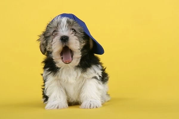 Dog. Lhasa Apso cross puppy (7 weeks old) wearing blue cap and yawning
