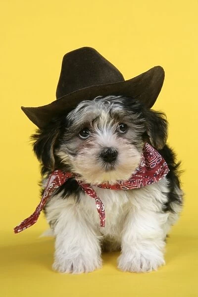 Dog. Lhasa Apso cross puppy (7 weeks old) in cowboy outfit