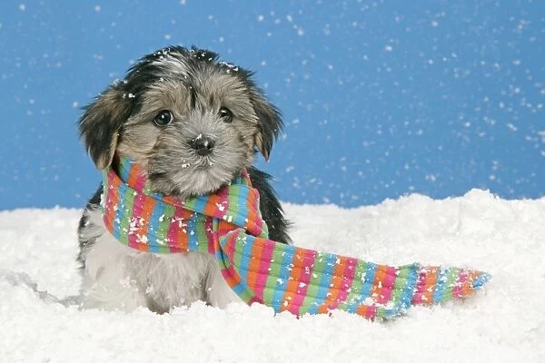 Dog. Lhasa Apso cross puppy (7 weeks old) with scarf on in snow